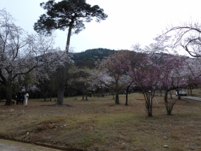 P1020352 P1020352